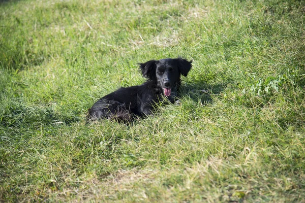 Perro Negro Acostado Sobre Hierba Verde Día Verano — Foto de Stock