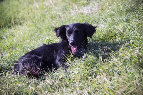 Perro Negro Acostado Sobre Hierba Verde Día Verano — Foto de Stock