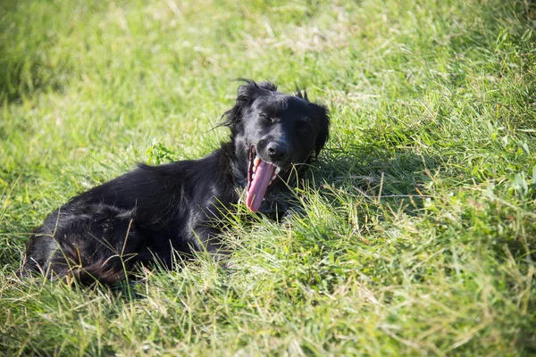 Herrelös Hund Liggande Grönt Gräs Sommardag — Stockfoto