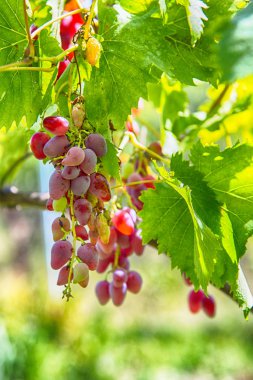 Pembe üzüm asma ve yaprakları ile