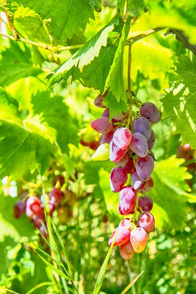 Pink Grapes Vine Leaves — Stock Photo, Image