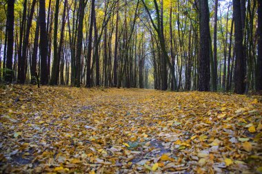 Sonbahar ağaçlı yol