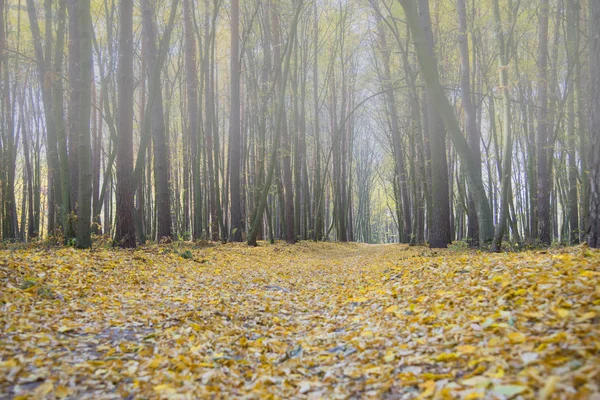 Podzimní Sezóna Lesní Cesta — Stock fotografie