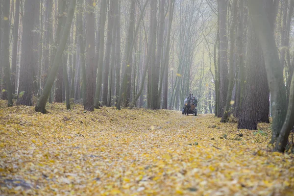 Weg Met Herfstbomen — Stockfoto