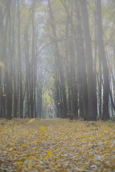 Kleurrijke Mistige Herfst Boslandschap Oktober — Stockfoto