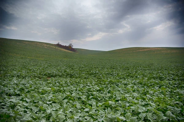 Paisagem Campo Outono Outubro — Fotografia de Stock