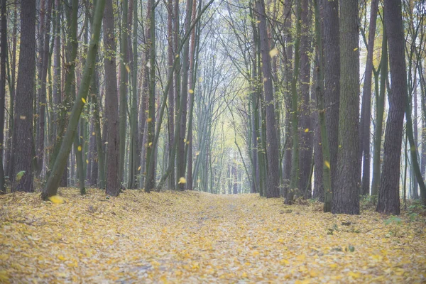 五颜六色的雾蒙蒙的秋天森林景观在十月 — 图库照片