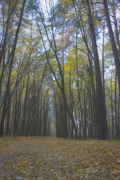 Красочный Туманный Осенний Лесной Пейзаж Октябре — стоковое фото
