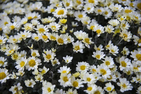 Hermosas Flores Crisantemo Blanco Jardín Otoño Enfoque Selectivo — Foto de Stock