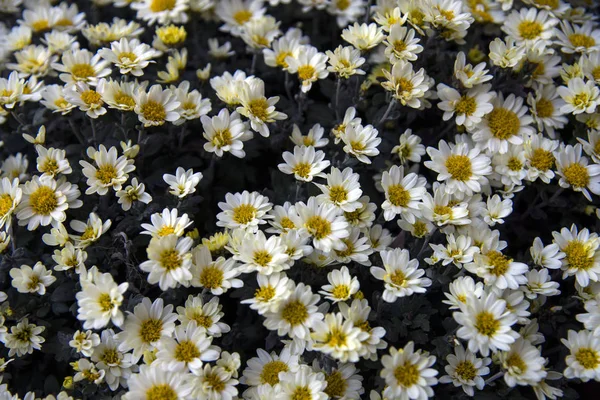 Hermosas Flores Crisantemo Blanco Jardín Otoño Enfoque Selectivo — Foto de Stock