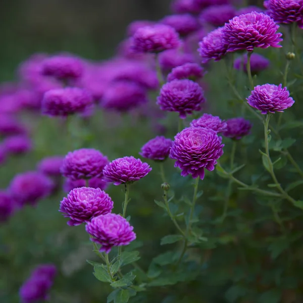 Beautiful Chrysanthemum Flowers Autumn Garden Selective Focus — Stock Photo, Image