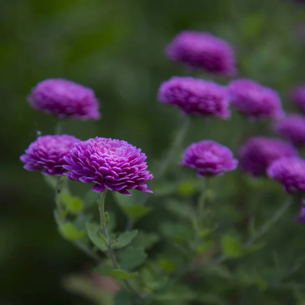 Lindas Flores Crisântemo Jardim Outono Foco Seletivo — Fotografia de Stock