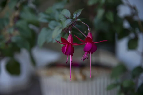 Schöne Fuchsienblüten Garten — Stockfoto