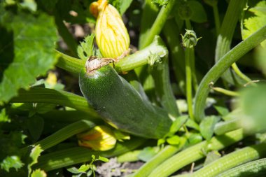 bahçede büyüyen iliği