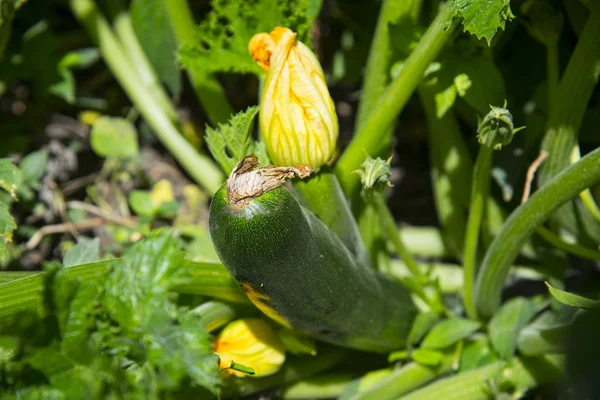 Midolli Che Crescono Giardino — Foto Stock