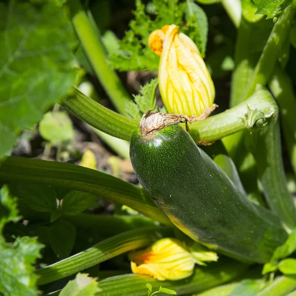 Les Moelles Poussant Dans Jardin — Photo