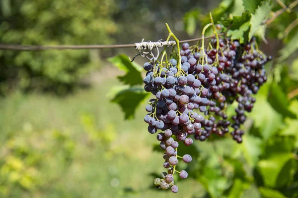 Secado Uvas Sol Jardín —  Fotos de Stock