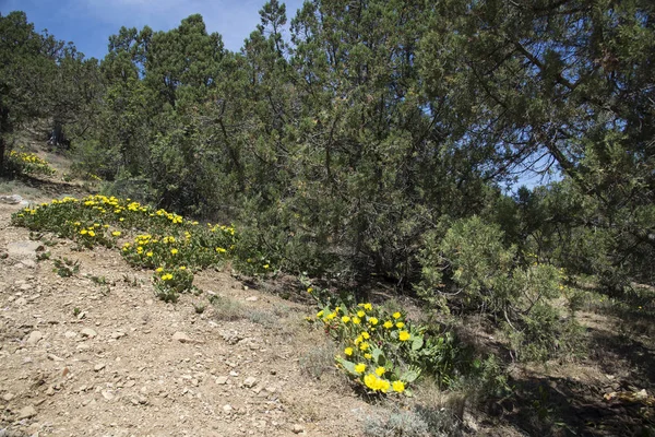 Cactus Florecientes Los Bosques Crimea —  Fotos de Stock