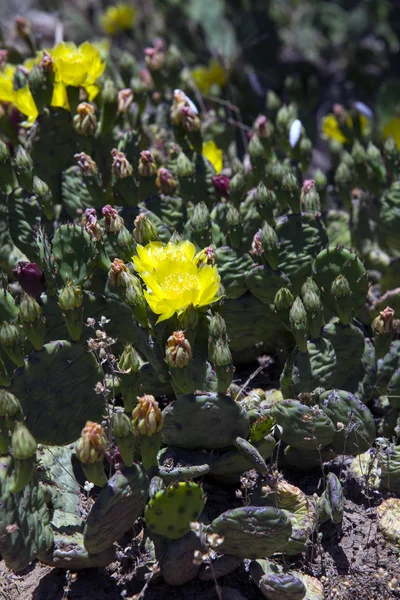 Cactus Florecientes Los Bosques Crimea — Foto de Stock