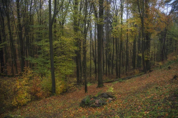 Красиві Осінній Ліс Словаччині — стокове фото