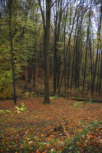 Bella Foresta Autunnale Slovacchia — Foto Stock