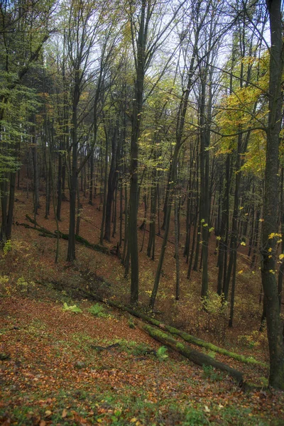 Carpathian Forest Ukraine — Stock Photo, Image