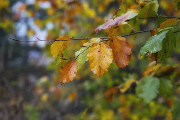 Otoño Oro Los Bosques Eslovaquia — Foto de Stock