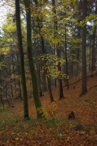 Bela Floresta Outono Eslováquia — Fotografia de Stock