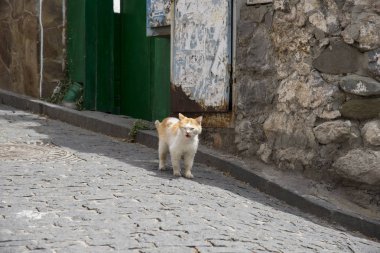 Gurzuf İlçesi sokakta yolda yolunu yitirmek kedi