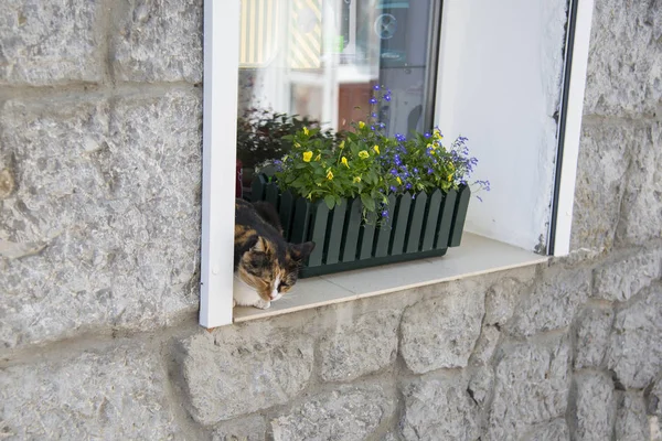 Chat Errant Reposant Sur Rebord Fenêtre — Photo