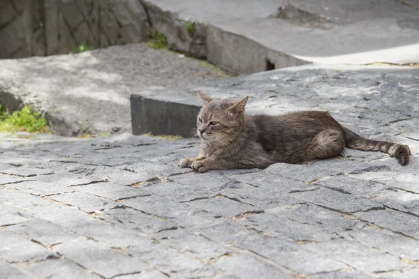 Серый Кот Лежит Дороге Улице Gurzuf — стоковое фото