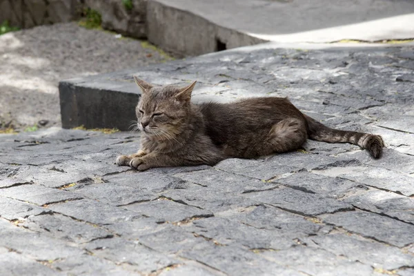 Šedá Kočka Leží Silnici Ulici Artěku — Stock fotografie