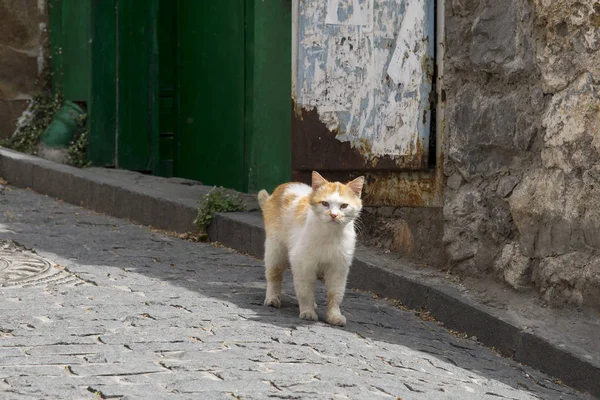 구르주프의 거리에도 고양이 — 스톡 사진