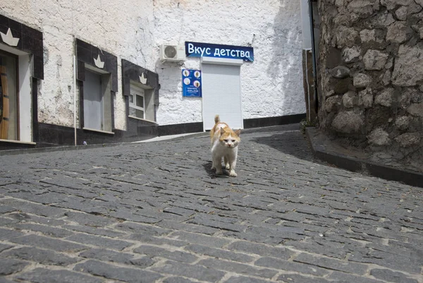 Gurzuf Crimea Maggio 2018 Gatto Randagio Sulla Strada Gurzuf — Foto Stock