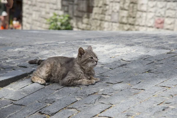 Graue Katze Liegt Auf Der Straße Von Gurzuf — Stockfoto