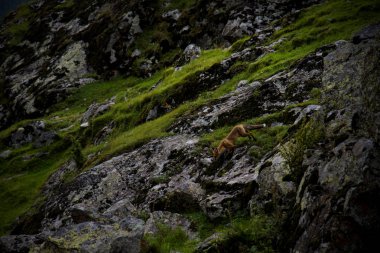 Kızıl Tilki dağ yamaçlarında Caucasus