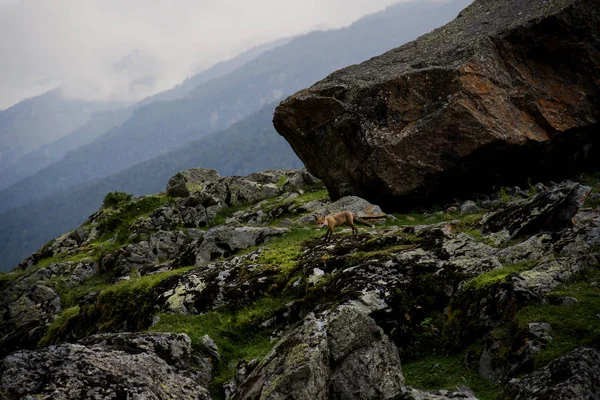 Raposa Vermelha Nas Encostas Montanha Cáucaso — Fotografia de Stock