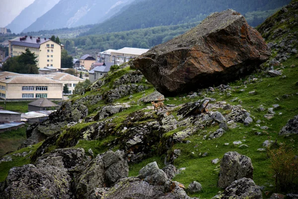 Volpe Rossa Sulle Pendici Della Montagna Caucaso — Foto Stock