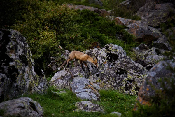 Raposa Vermelha Nas Encostas Montanha Cáucaso — Fotografia de Stock