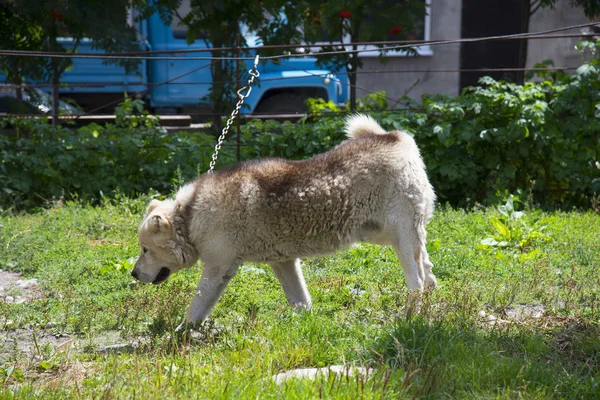 Kafkas Çoban Köpeği Yaz Aylarında Açık — Stok fotoğraf