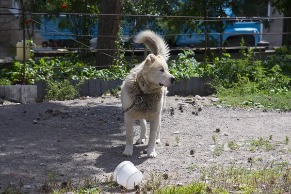 Cão Pastor Caucasiano Livre Verão — Fotografia de Stock