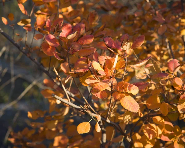 Otoño Oro Ciudad Odessa — Foto de Stock