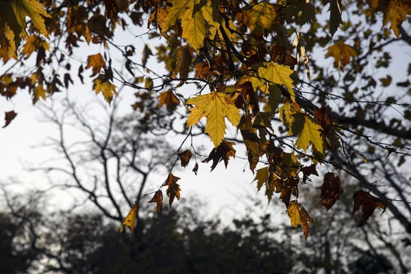 Otoño Oro Ciudad Odessa — Foto de Stock