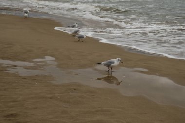 Martılar Sitges on Mediterranean sea beach. İl Barcelona, Katalonya, İspanya