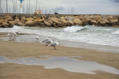 Martılar Sitges on Mediterranean sea beach. İl Barcelona, Katalonya, İspanya