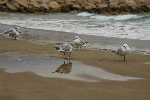 Möwen Strand Des Mittelmeeres Sitges Provinz Barcelona Katalonien Spanien — Stockfoto