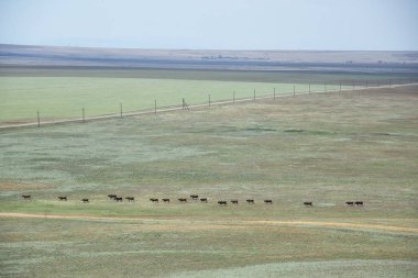 Bozkır Kırım'da, Kerç Yarımadası. Otlatma sığır