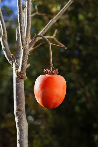 Rijpe kaki fruit, op de tak — Stockfoto