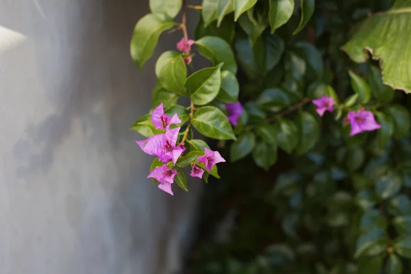 분홍색 부겐빌레아 꽃 — 스톡 사진