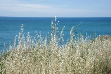 Karadeniz'de yaz manzarası